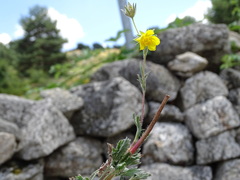 Potentilla asturica
