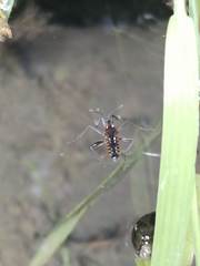 Plesiovelia