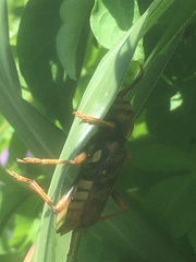 Xylotrechus chinensis