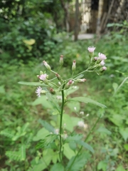 Cabobanthus polysphaerus