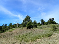 Pinus armandi mastersiana