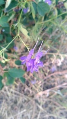 Delphinium consolida