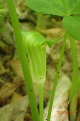Arisaema triphyllum