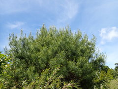 Pinus armandi mastersiana