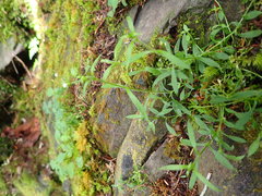 Cerastium subpilosum