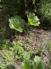 Gunnera tinctoria