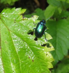 Oreina cacaliae