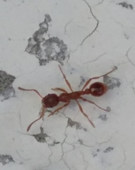 Myrmica rubra