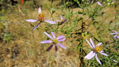 Galatella angustissima