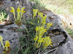 Scutellaria orientalis