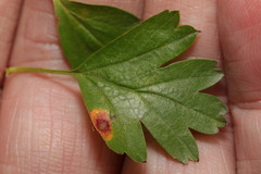 Gymnosporangium clavariiforme