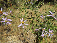 Galatella angustissima