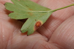 Gymnosporangium clavariiforme