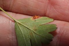 Gymnosporangium clavariiforme