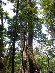 Rhododendron latoucheae