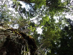 Rhododendron latoucheae