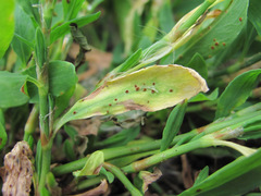 Uromyces polygoni-avicularis