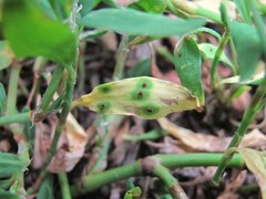 Uromyces polygoni-avicularis