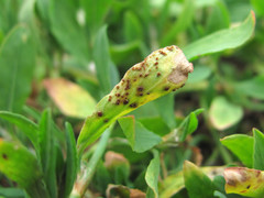 Uromyces polygoni-avicularis