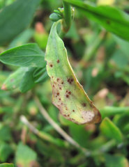 Uromyces polygoni-avicularis