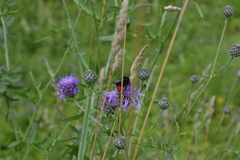 Bombus lapidarius