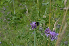 Bombus lapidarius