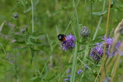 Bombus lapidarius