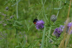 Bombus lapidarius