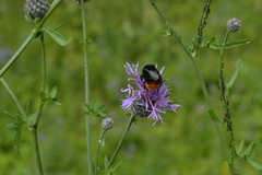 Bombus lapidarius