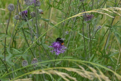 Bombus lapidarius