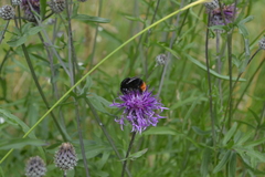 Bombus lapidarius
