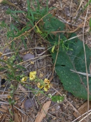 Verbascum lychnitis