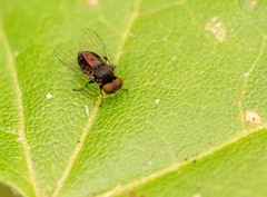 Lindneromyia dorsalis