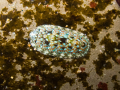 Cyanoplax berryana image