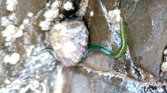 Eulalia clavigera