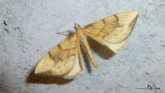 Gandaritis pyraliata