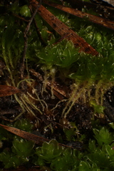 Pleurophascum occidentale