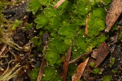 Pleurophascum occidentale