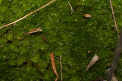 Pleurophascum occidentale