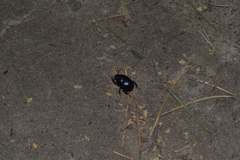 Anoplotrupes stercorosus