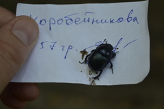 Anoplotrupes stercorosus