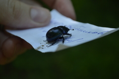 Anoplotrupes stercorosus