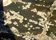 Eulalia clavigera