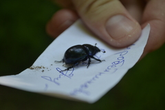 Anoplotrupes stercorosus