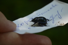 Anoplotrupes stercorosus