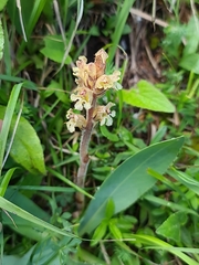 Orobanche reticulata