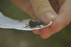 Anoplotrupes stercorosus