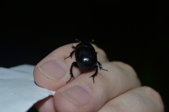 Anoplotrupes stercorosus