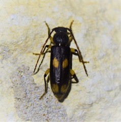 Tylonotus bimaculatus