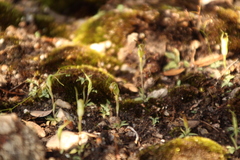 Pterostylis parva